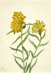 Butterfly Weed, 1935