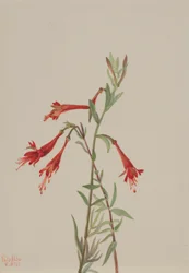 California Fuschia