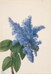 California Lilac Ceanothus thyrsiflorus