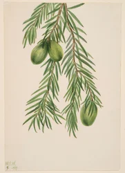 California Nutmeg