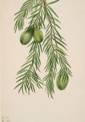 California Nutmeg Tumion californicum