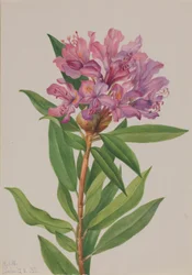 California Rose-Bay