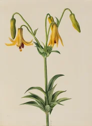 Canada Lily (Lilium canadense)