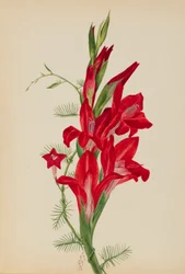 Cannas and Cypress Vine