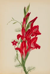 Cannas and Cypress Vine Canna species and Ipomoea quamoclit