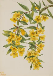 Carolina Jessamine Gelsemium sempervirens