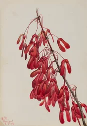 Carolina Maple