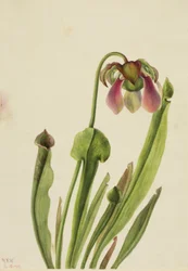 Catesby Pitcherplant