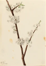 Chickasaw Plum