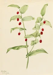 Clasping Twisted Stalk
