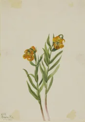 Columbia Lily