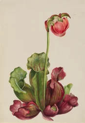 Common Pitcherplant