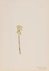 Coralroot (Corallorhiza corallorhiza)