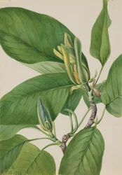 Cucumbertree Magnolia Acuminata, 1922