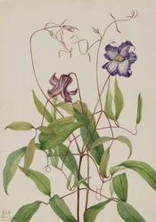 Curly Clematis