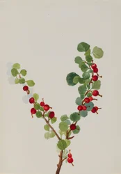 Currant Unfinished Ribes Species, n.d.