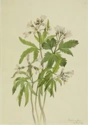 Cut Toothwort Dentaria Laciniata, 1918