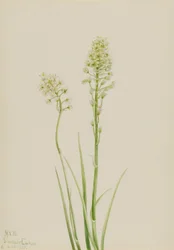 Death Camas (Zygadenus venenosus)