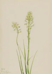 Death Camas Zygadenus Venenosus, 1923