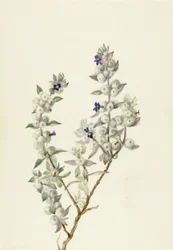 Death Valley Sage