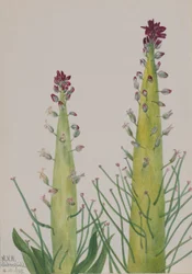 Desert Candle