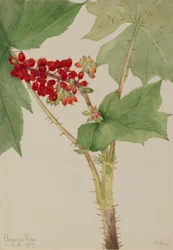 Devilsclub (Echinopanax horridum)