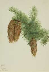 Douglas Fir
