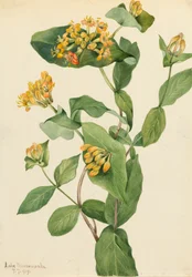 Douglas Honeysuckle Lonicera glaucescens