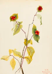 Douglas Honeysuckle