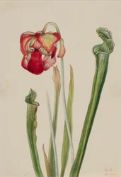 Drummond Pitcherplant
