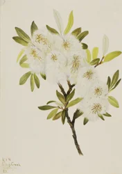 Drummond Willow Salix drummondiana