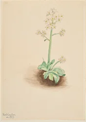 Early Saxifrage