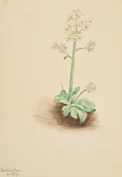 Early Saxifrage Saxifraga virginiensis