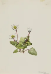 Elkslip