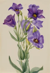 Eustoma russelianum