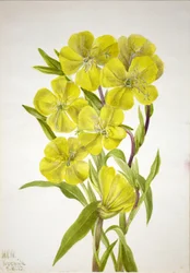 Evening Primrose