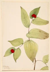 Fairy-Bells