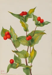 Fairy-bells Disporum hookeri