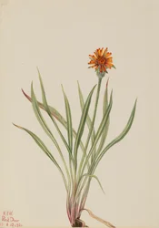 False Dandelion Agoseris aurantiaca