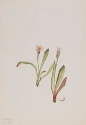 False Dandelion Agoseris carnea