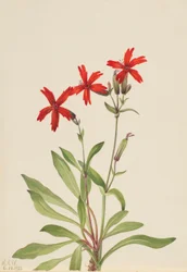 Fire Pink (Silene virginica)