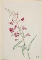 Fireweed