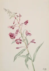 Fireweed Epilobium angustifolium, 1902