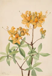 Flame Azalea Azalea lutea, 1921