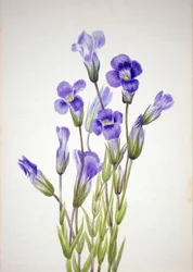 Fringed Gentian, 1933