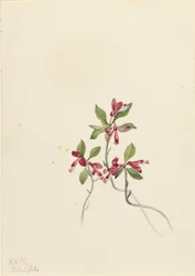 Fringed Polygala Polygala paucifolia