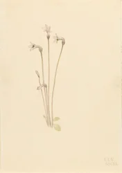 Ghostpipe Thalesia uniflora