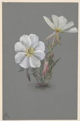 Giant Helleborine Epipactis gigantea