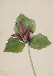 Giant Trillium, 1921
