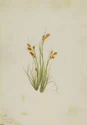 Golden Sedge (Carex aurea)